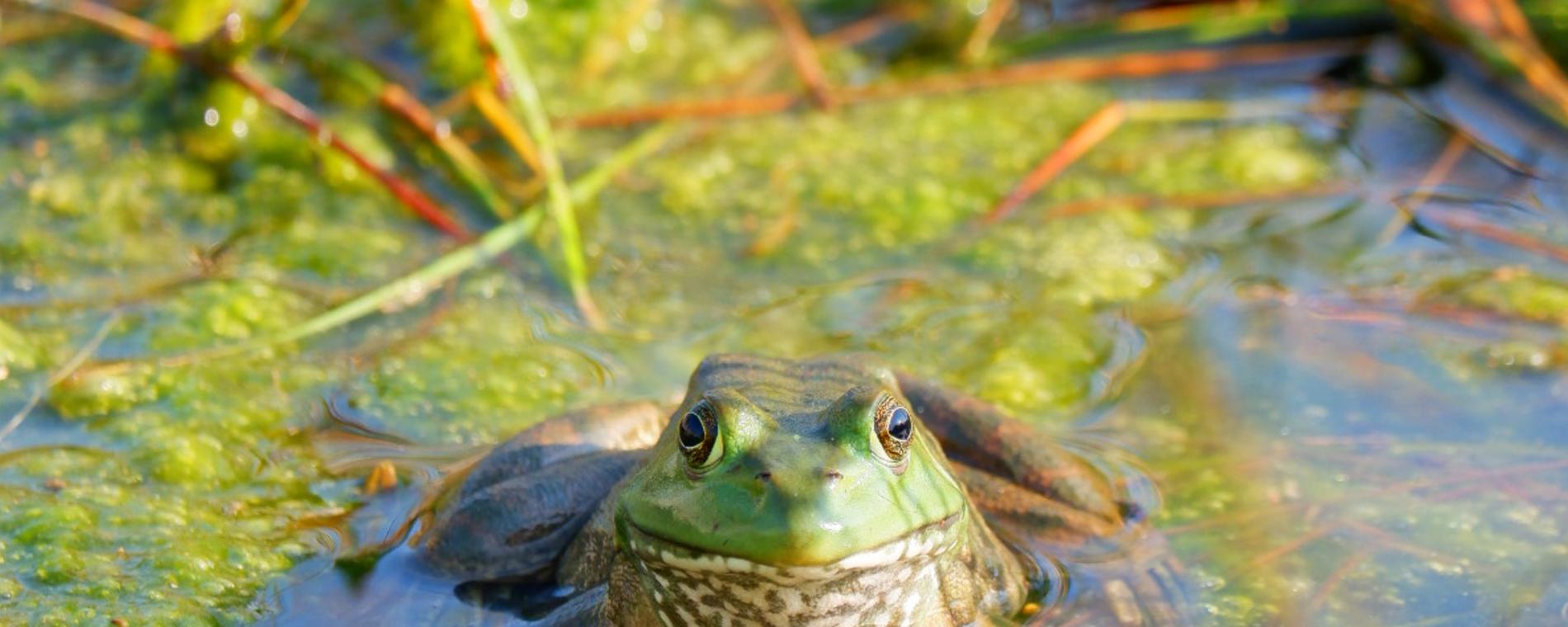 Bullfrog