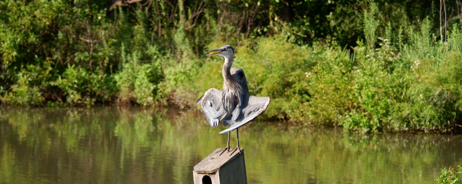 Wildlife in the Park