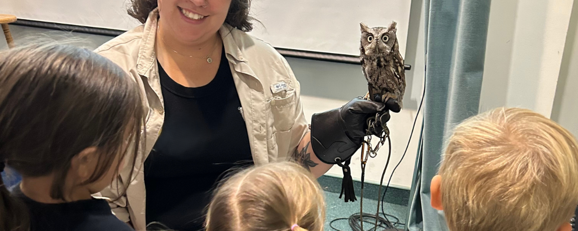 Eastern Screech Owl