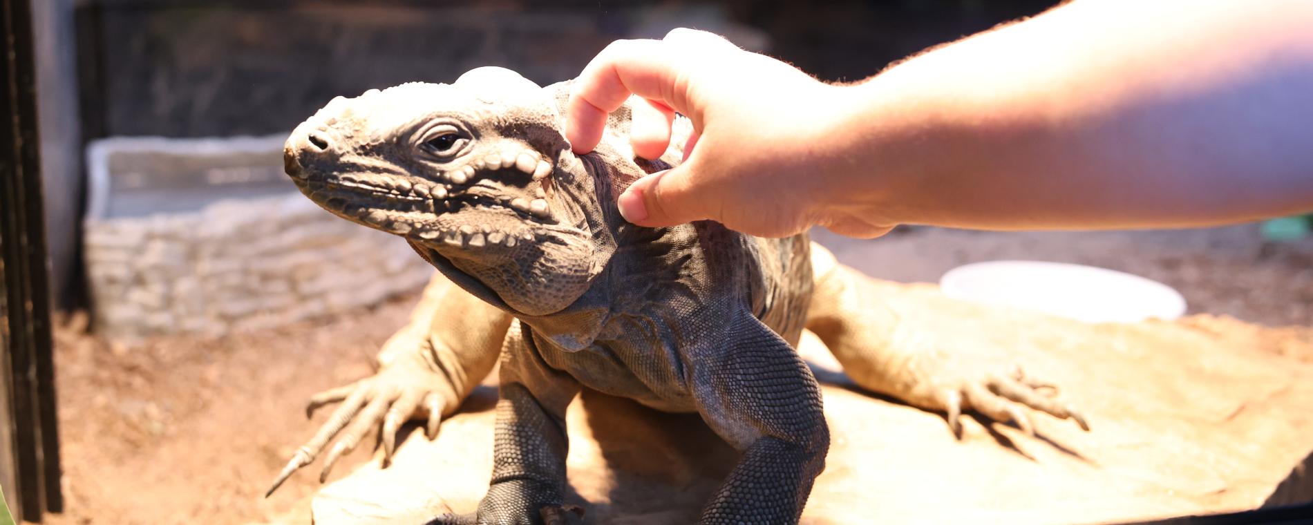 Exotic Pets 1