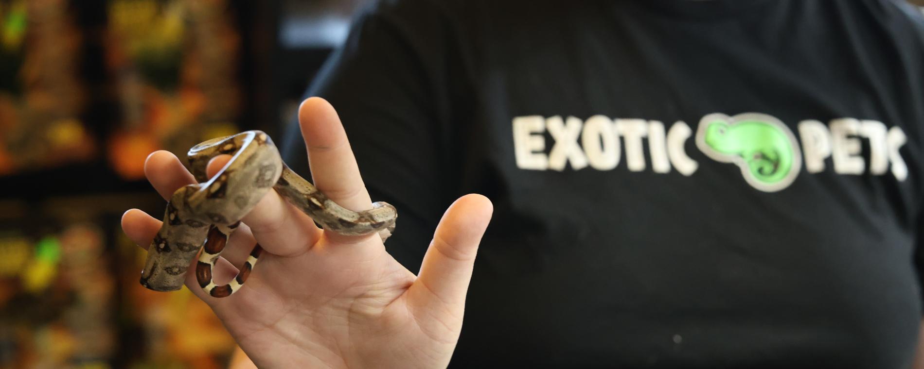 Exotic Pets 6