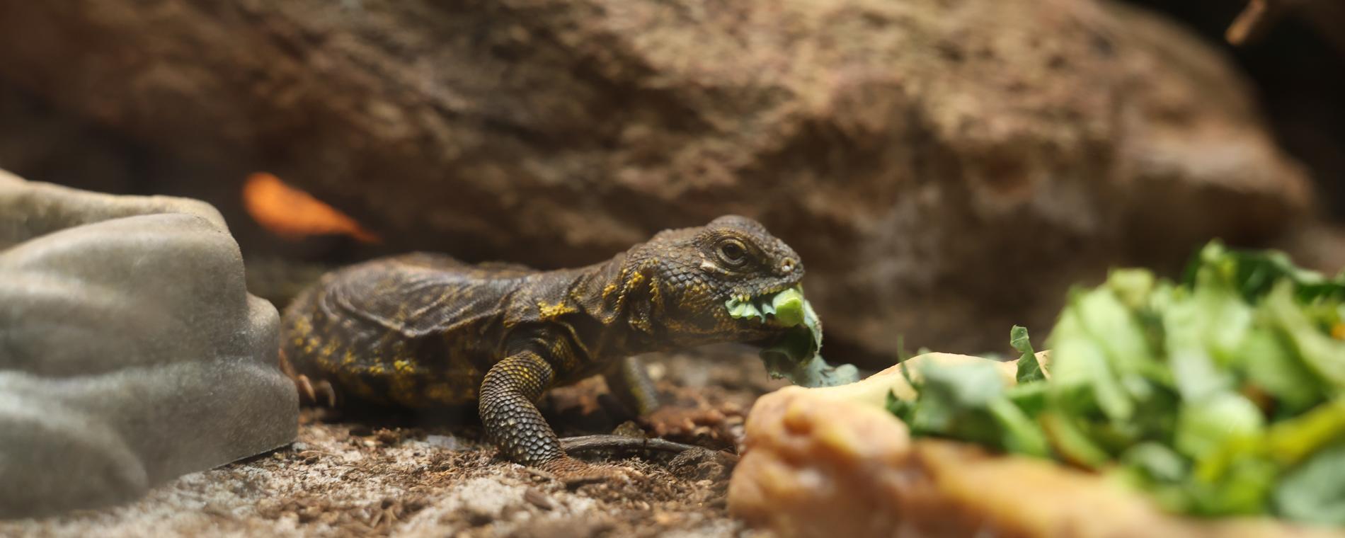 Exotic Pets 7