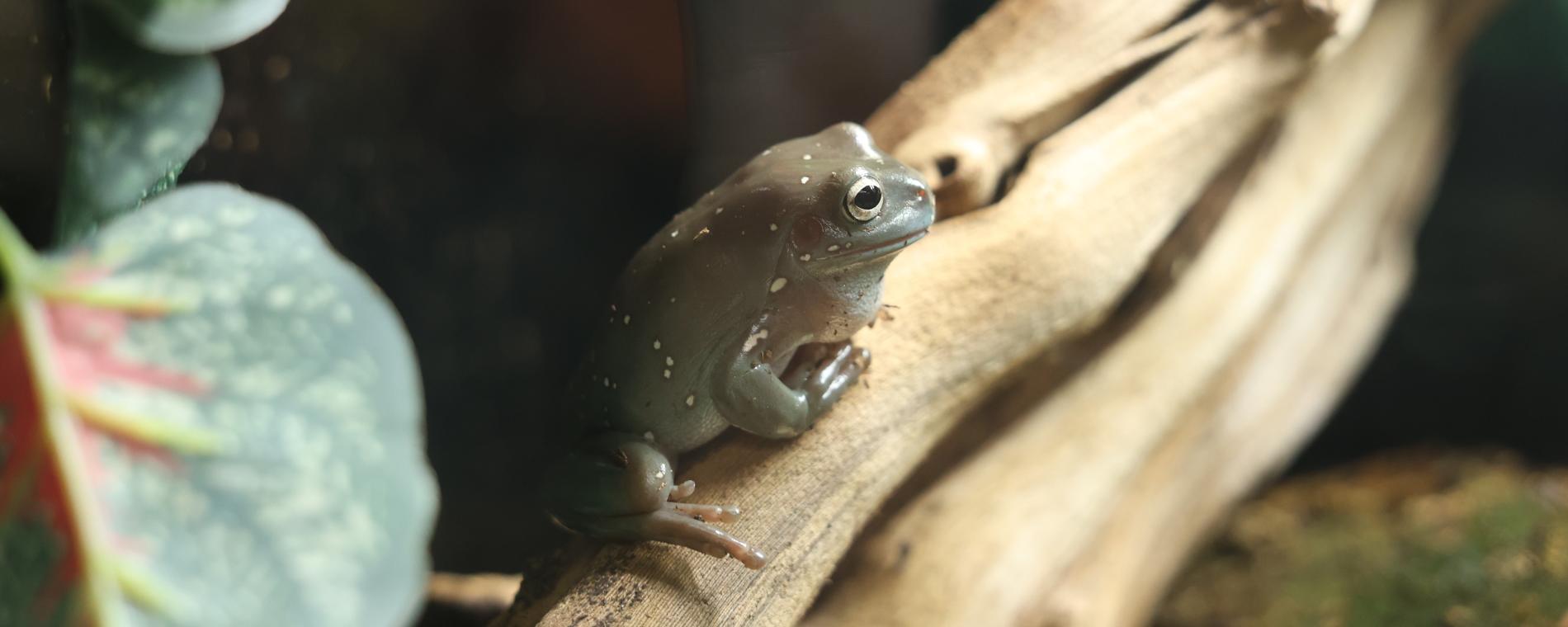 Exotic Pets 11