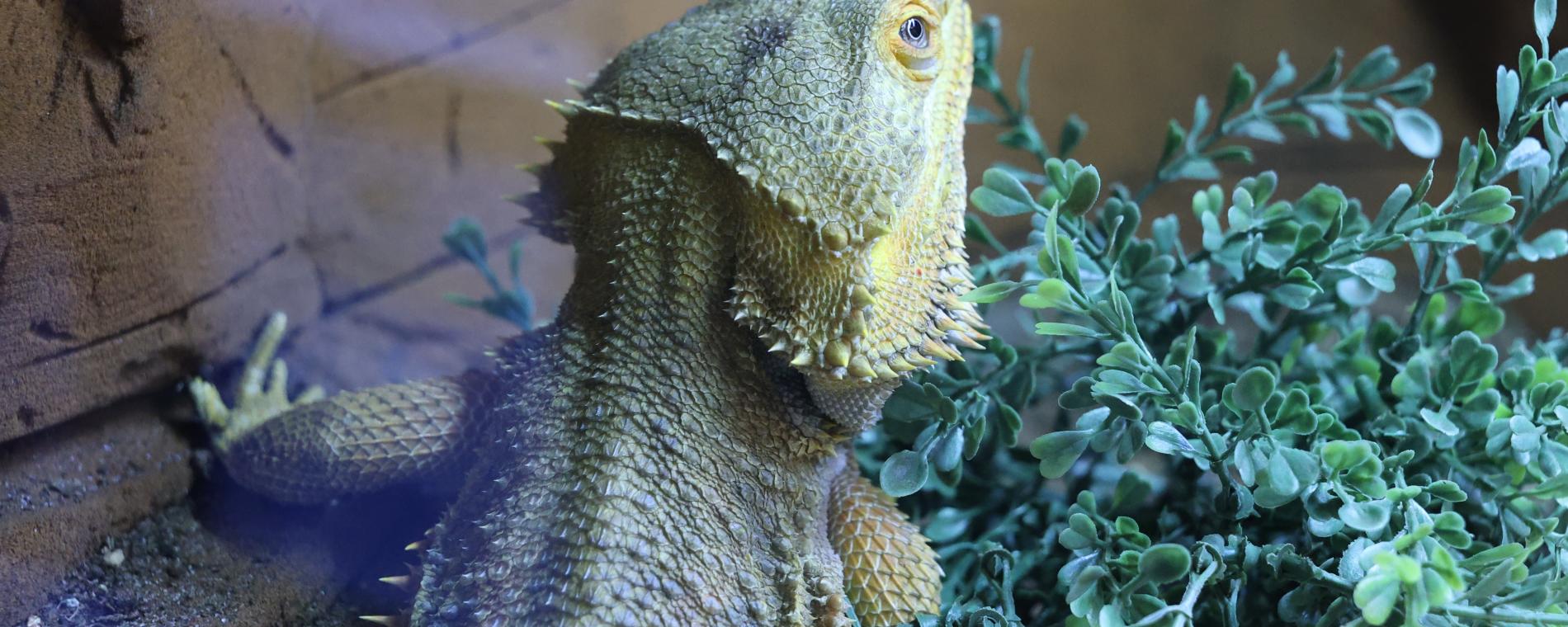 Exotic Pets 13