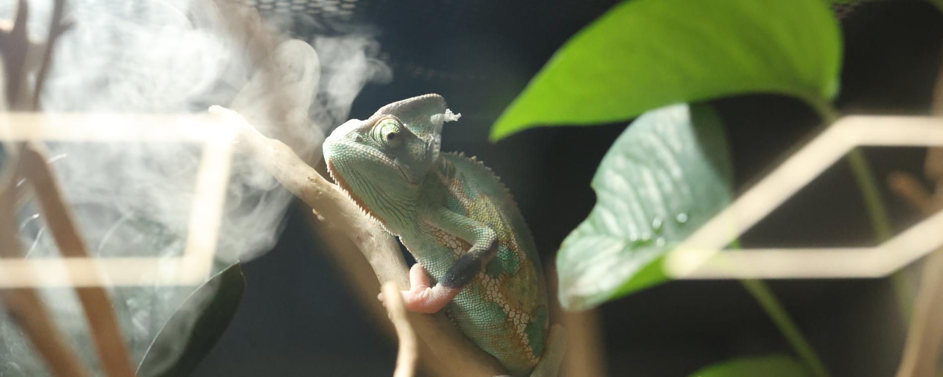 Exotic Pets/Wichita Reptile Zoo 2