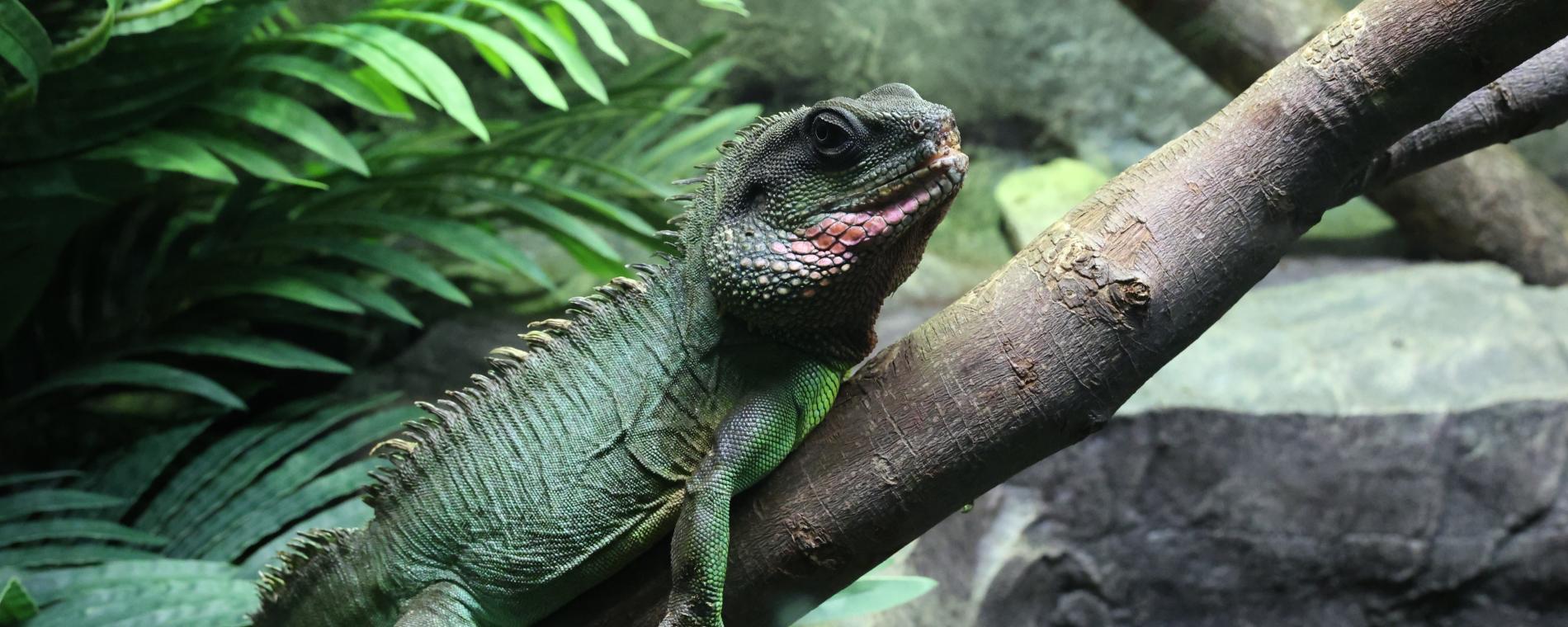 Exotic Pets/Wichita Reptile Zoo 6