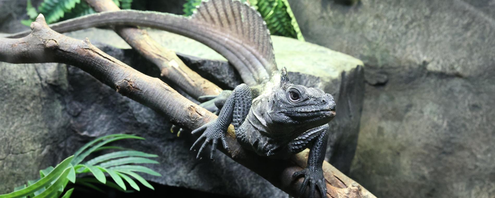 Exotic Pets/Wichita Reptile Zoo 7