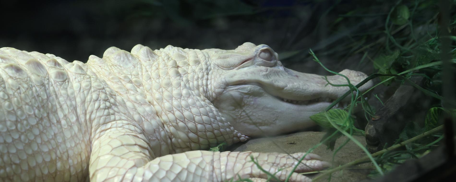 Exotic Pets/Wichita Reptile Zoo 8