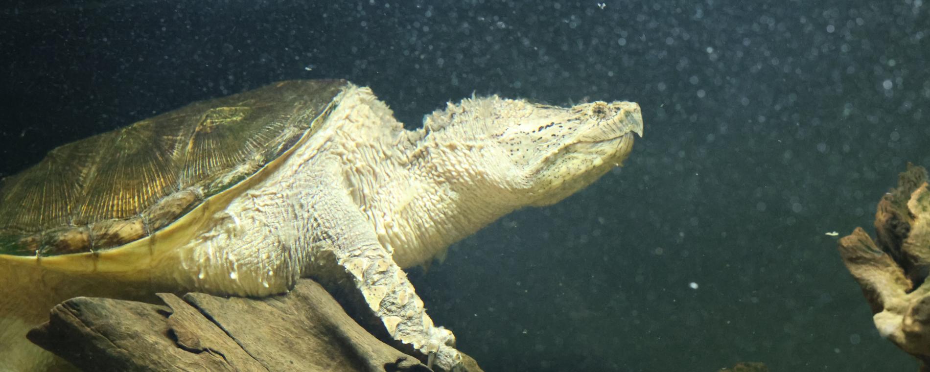 Exotic Pets/Wichita Reptile Zoo 9