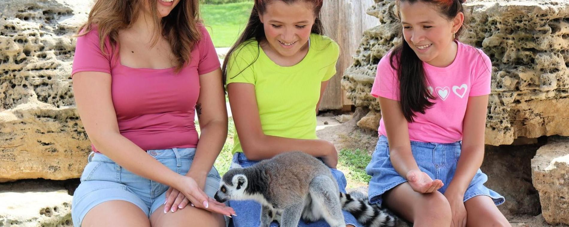 Lemur feeding experience