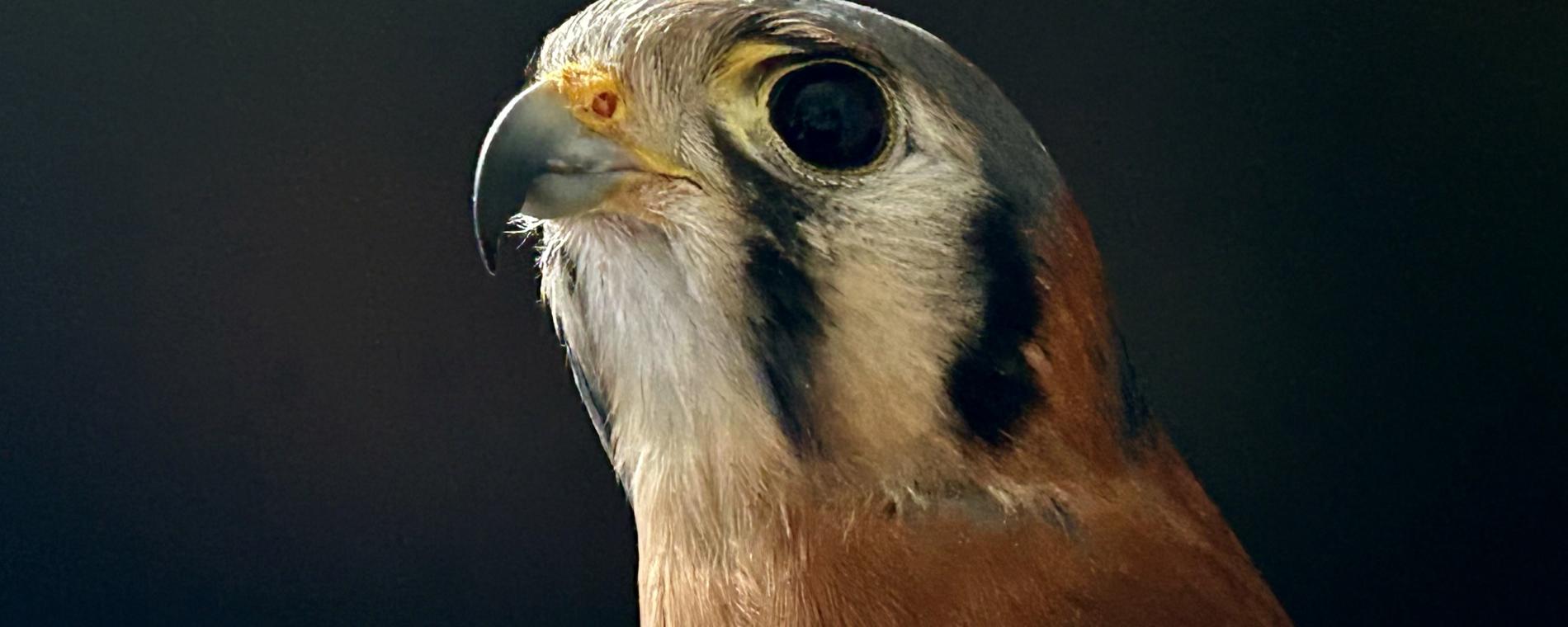 Teeto the American Kestrel