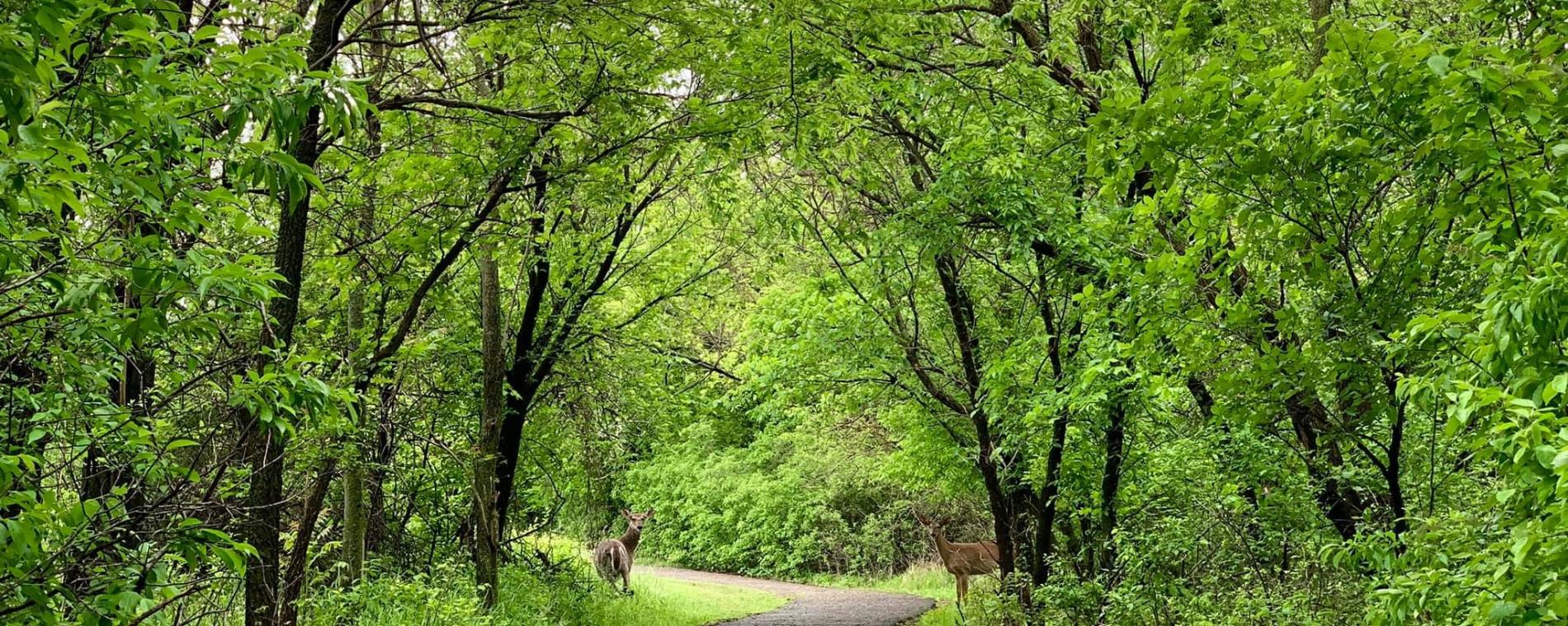 Caught on the Trail