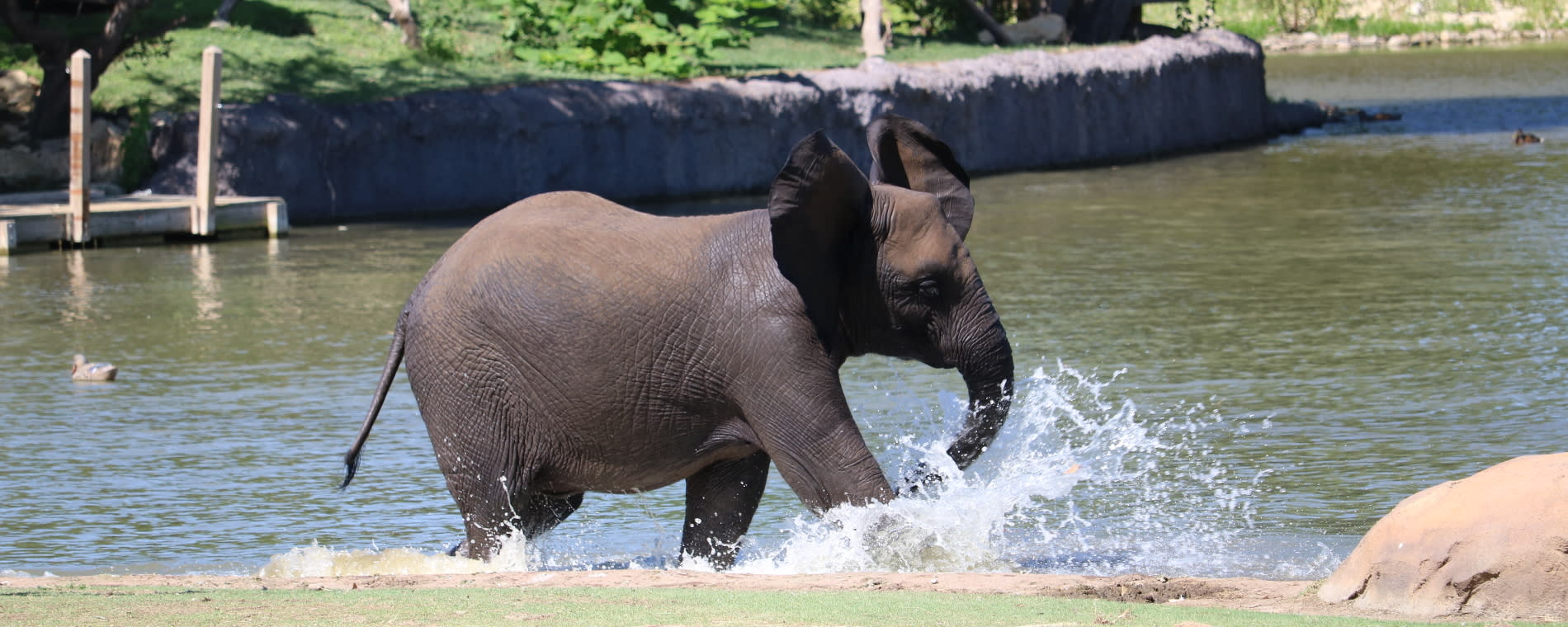 Sedgwick County Zoo Elephant