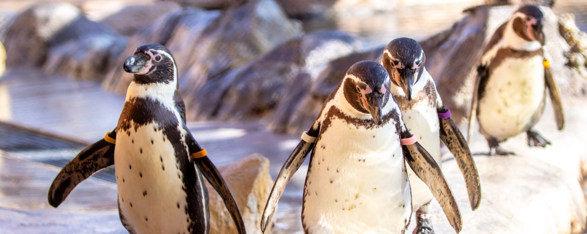 Sedgwick County Zoo Humboldt Penguin