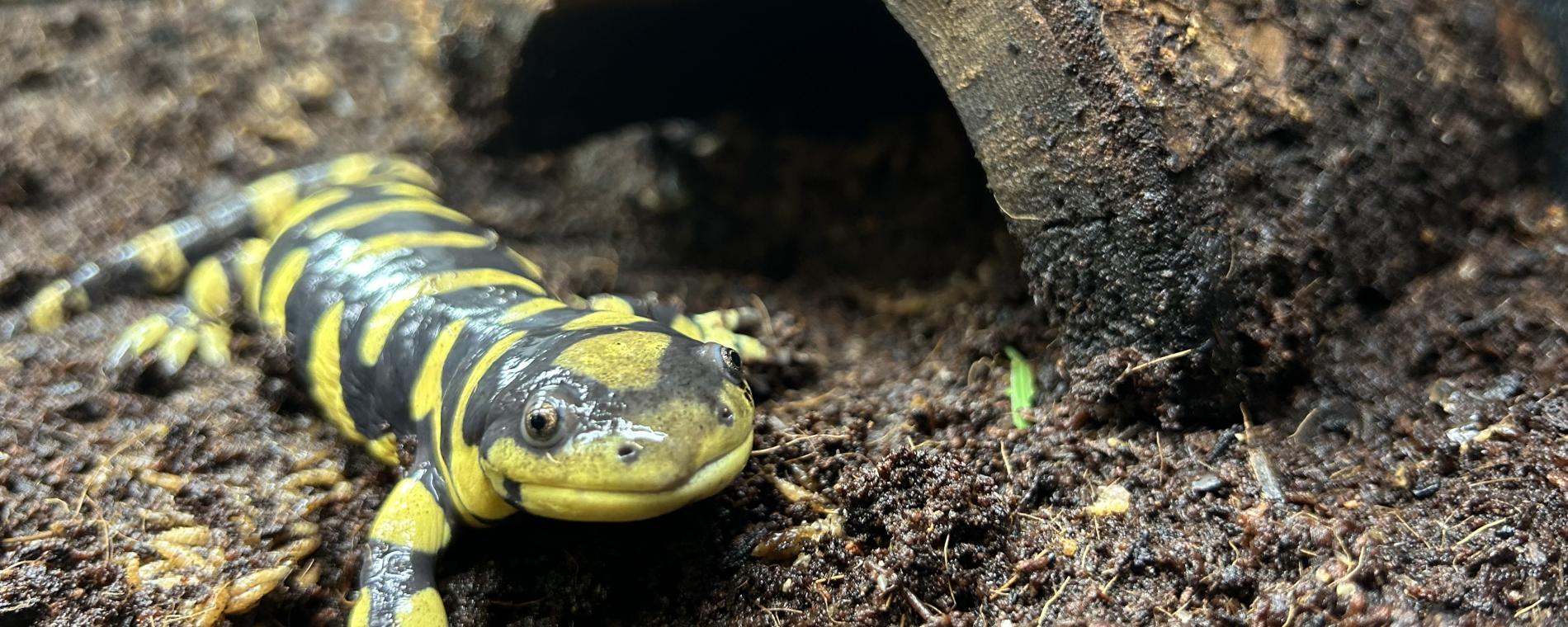 Barred Tiger Salamander