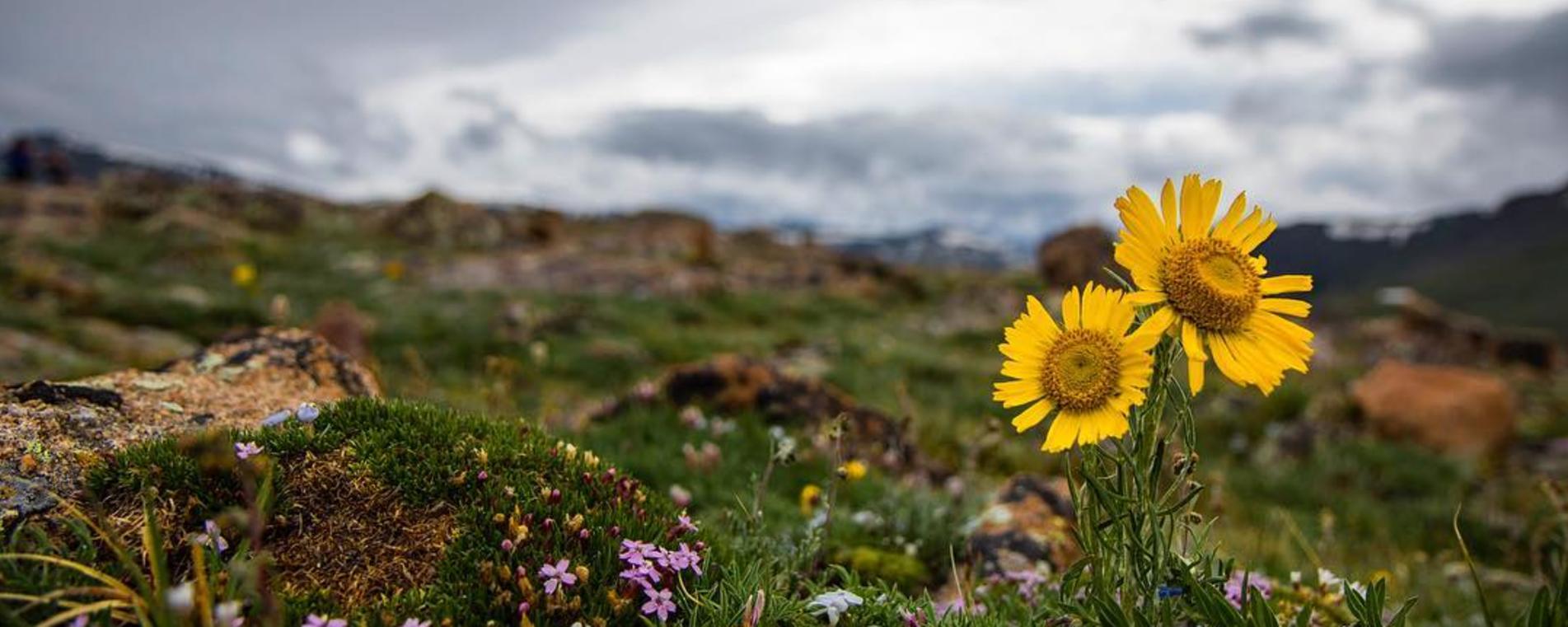 Wildflower Rocky Mountain National Park RMNP