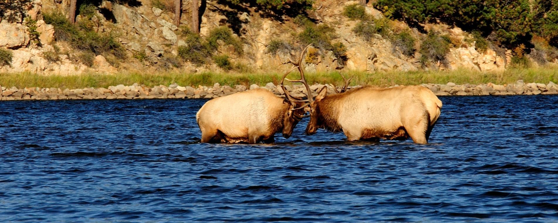 Elk Sparring in Lake Estes