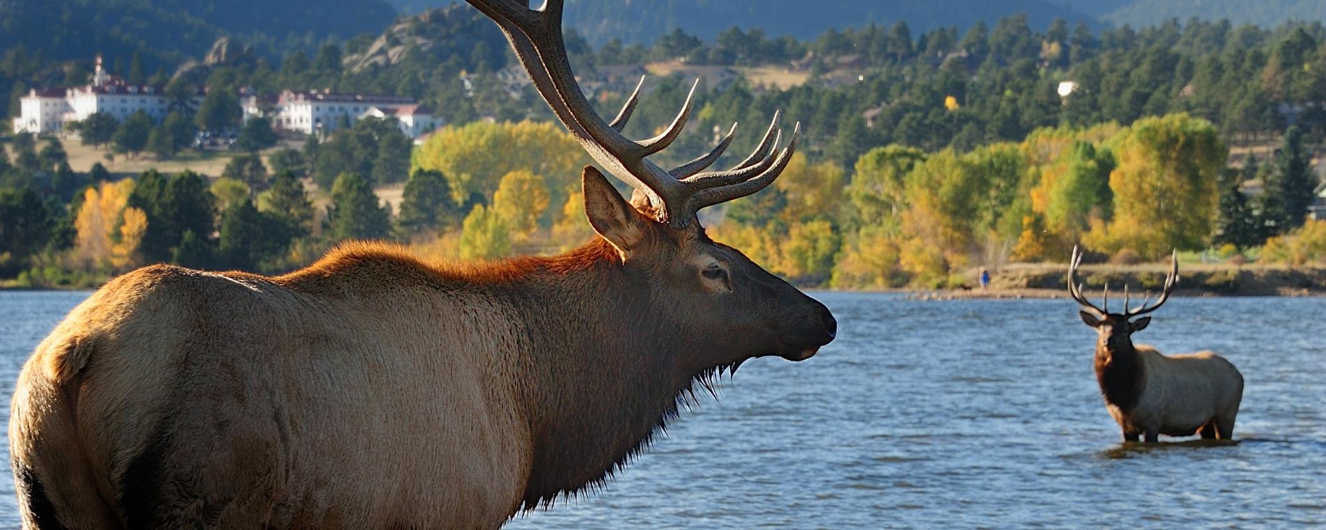 Bull elk at Lake Estes