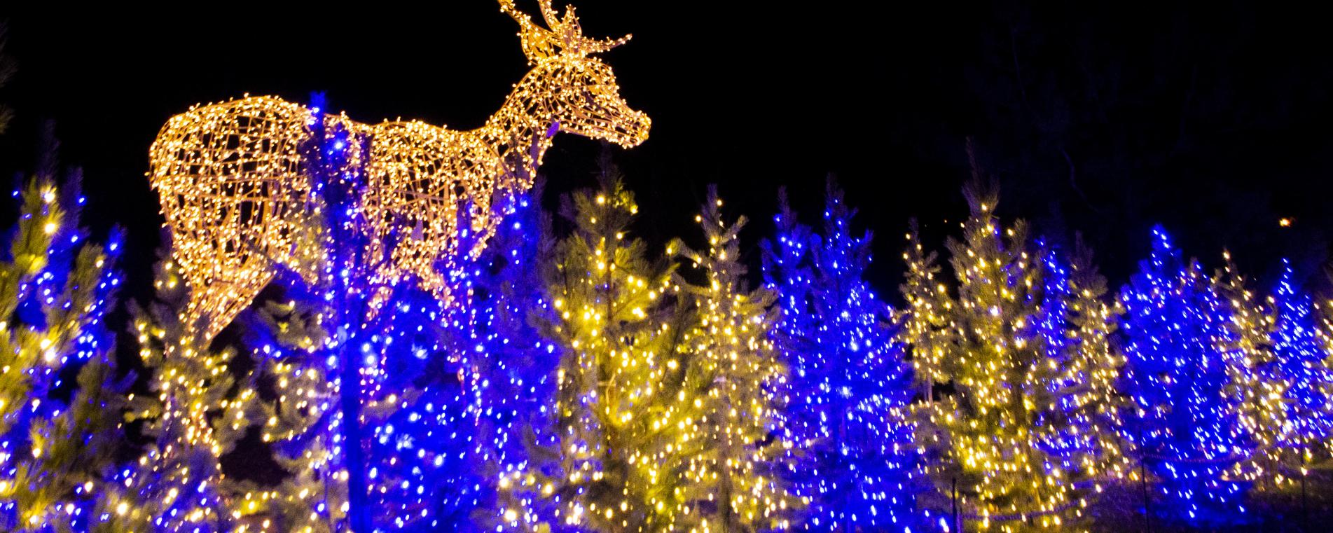 Ultimate Christmas Light Guide – Part 6 — 1000Bulbs Blog