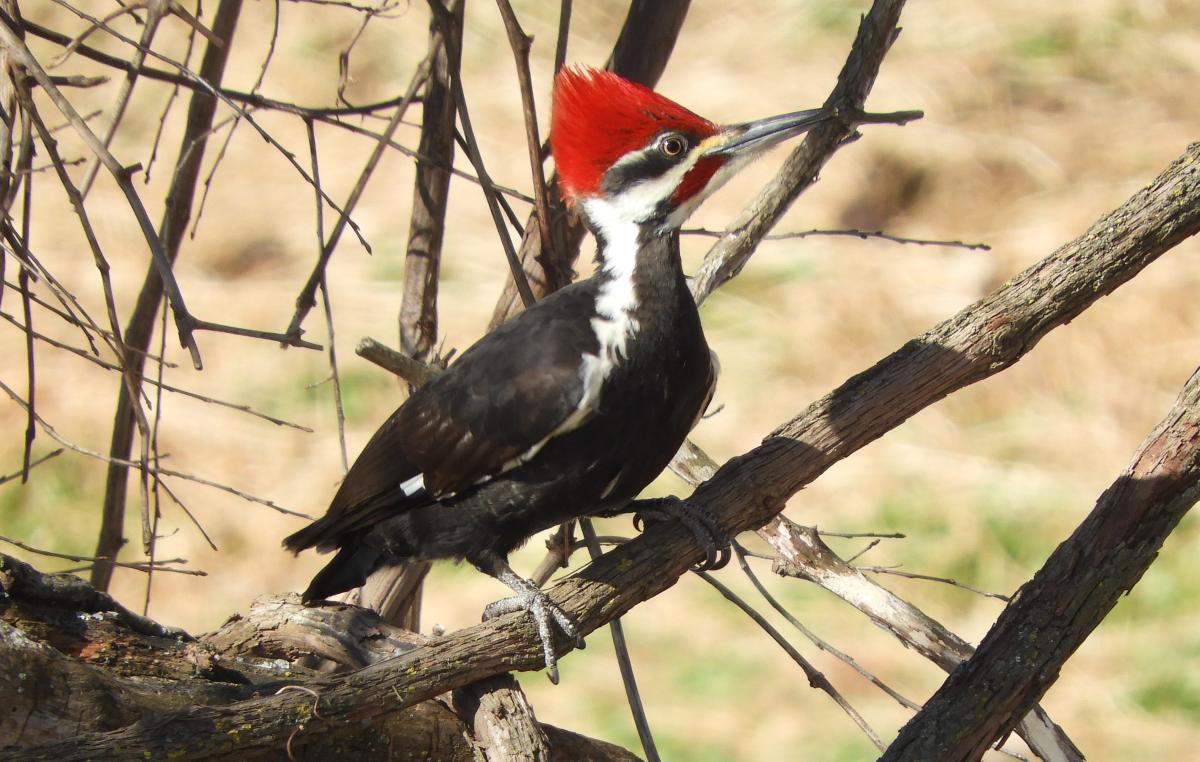 Woodpecker