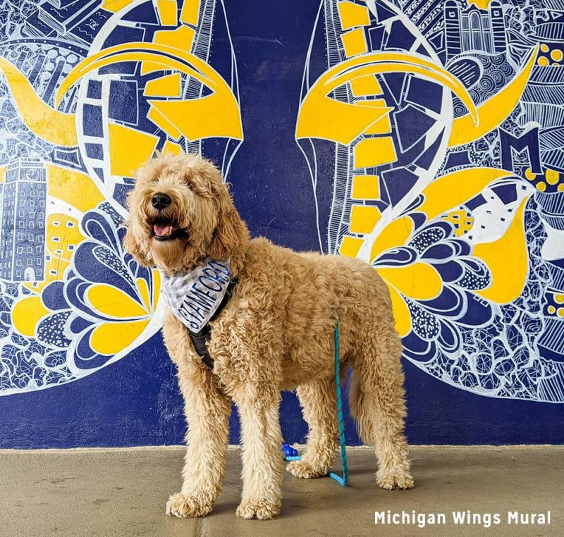 Dog in front of Michigan Wings Mural