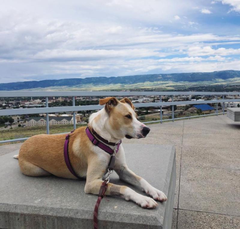 A dog sitting outside of the National Historic Trails Interpretive Center