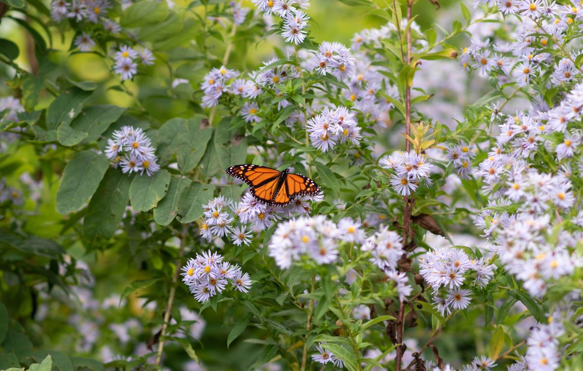 A Monarch butterfly in wildflowers on the Blue Ridge Parkway near Asheville, NC