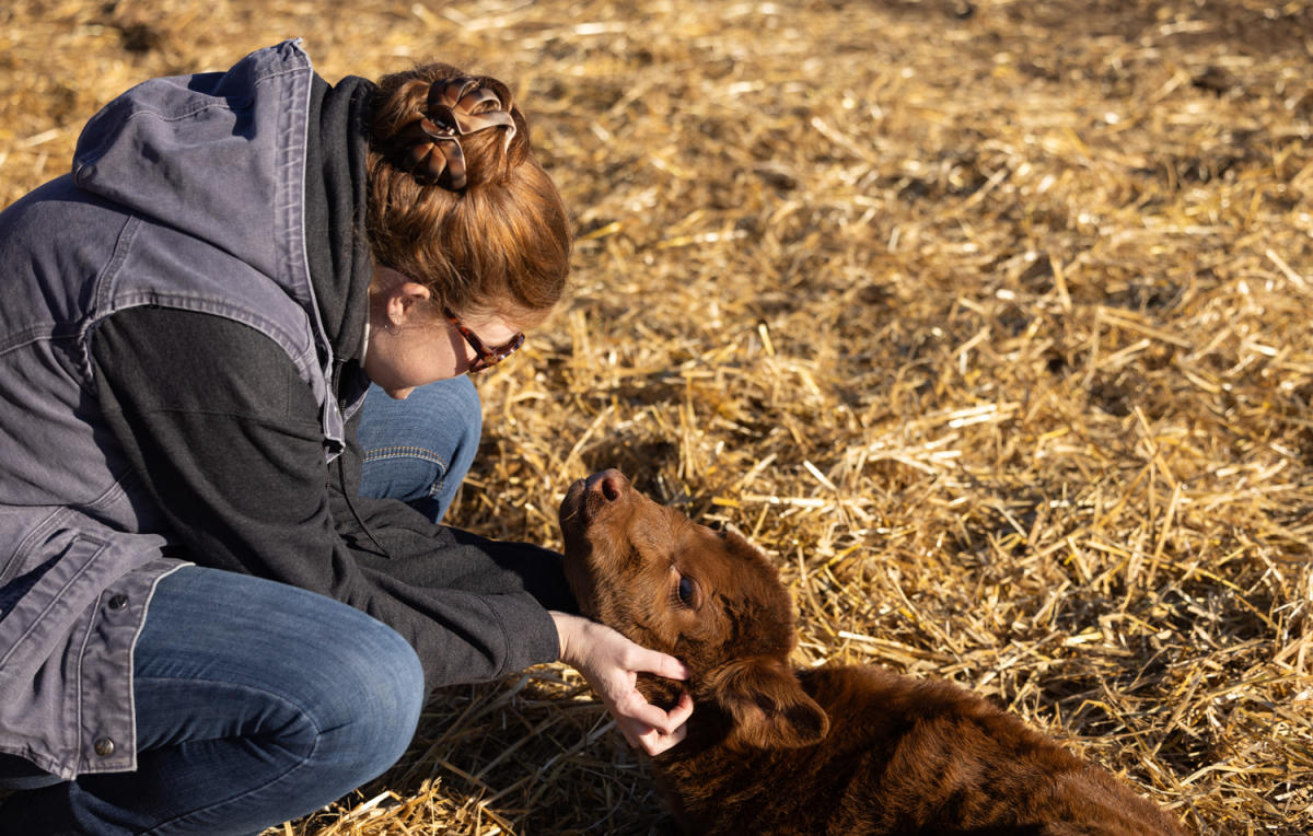 woman kneels down to scratch the head of a calf laying in hay