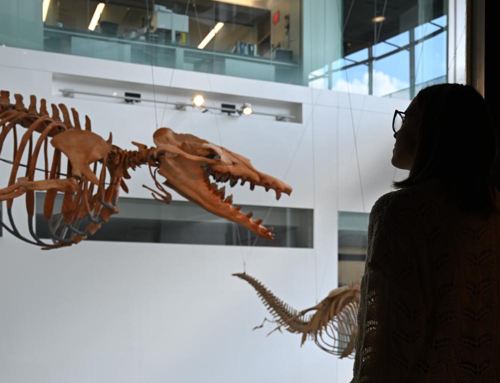 Silhouette of woman looks out into the open space at a museum display of a prehistoric dinosaur skeleton.
