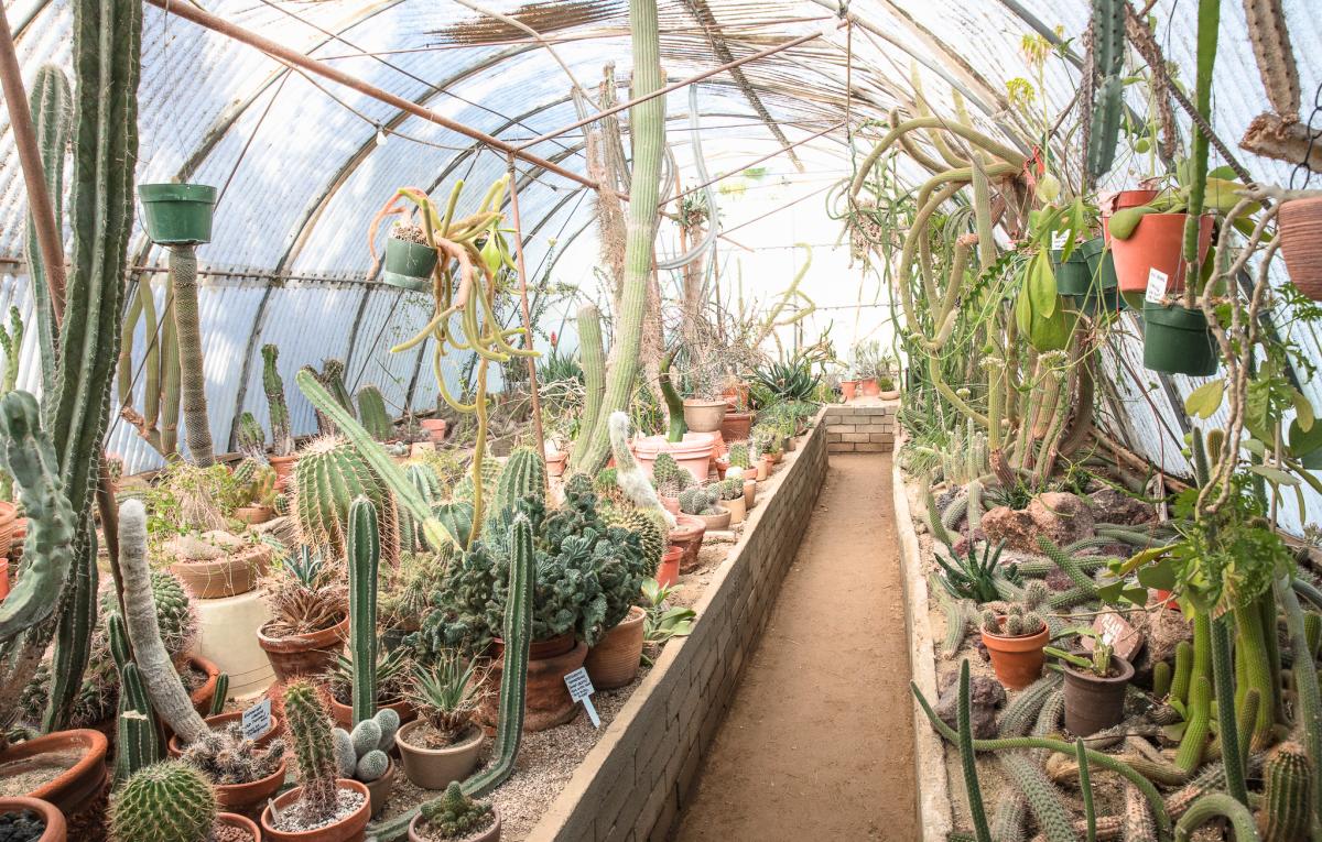 The cactarium at Moorten Botanical Gardens