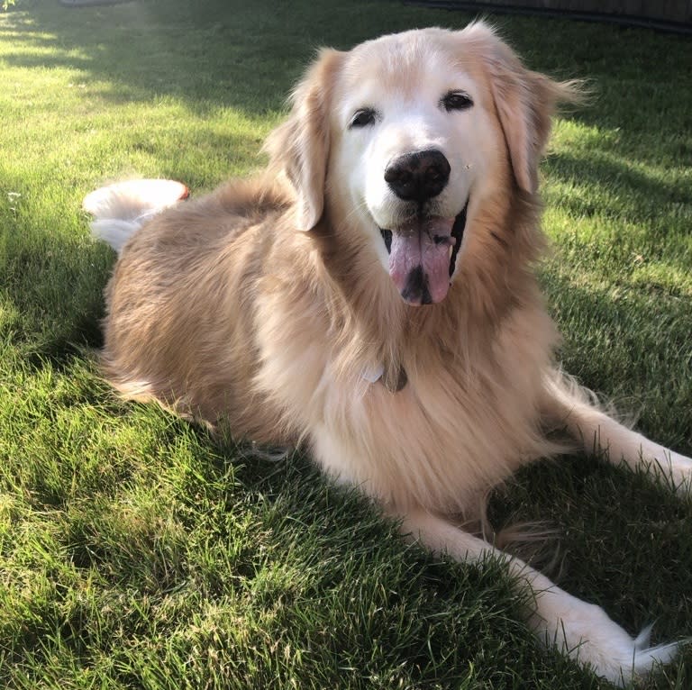 An older golden retriever with light golden fur lies on green grass in warm sunlight. The dog faces the camera with a happy expression, tongue hanging out and ears softly blowing to the side. Long fur around the chest and neck catches the sunlight, creating a soft glow. The background is shaded with a fence and lawn visible behind the dog.