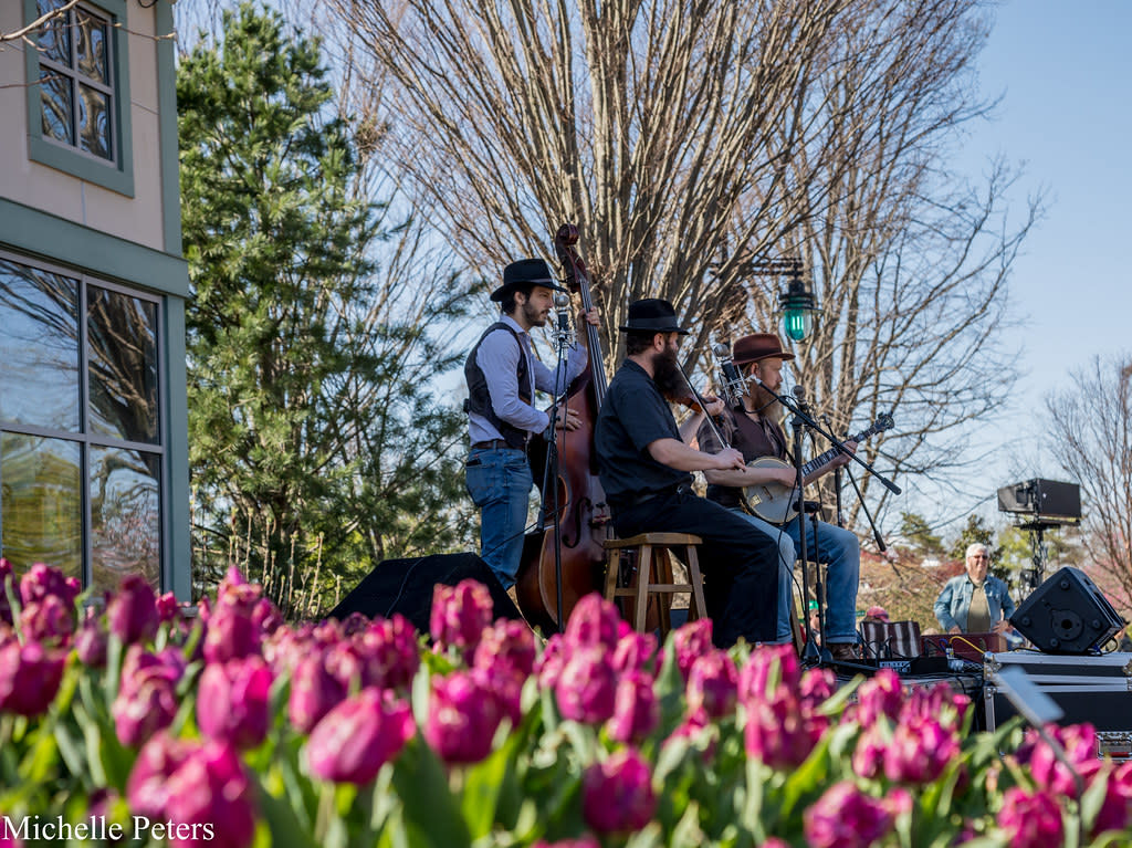 Image is of a folk or country band on a small stage with pink tulips in the foreground at the Cincinnati Zoo.