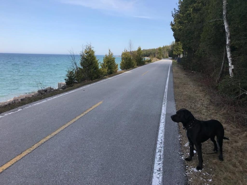 Dog on Side of Road along water – Mackinac Island Tourism Bureau