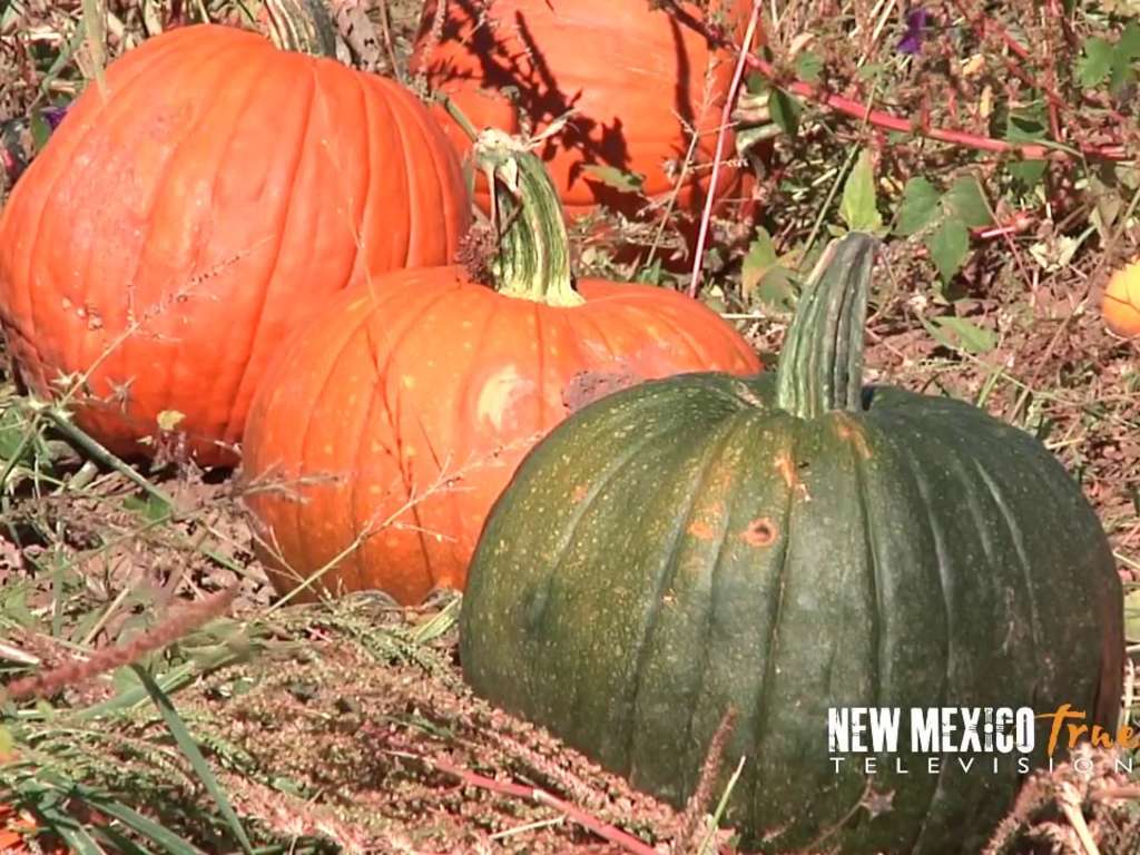 NM True Television - New Mexico Tourism - Travel & Vacation Guide