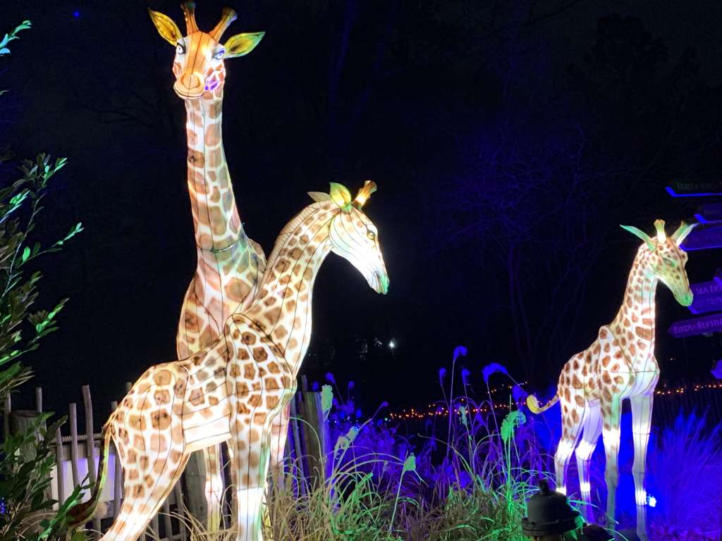 Photograph of Asian Lantern Giraffes at the Roger Williams Zoo