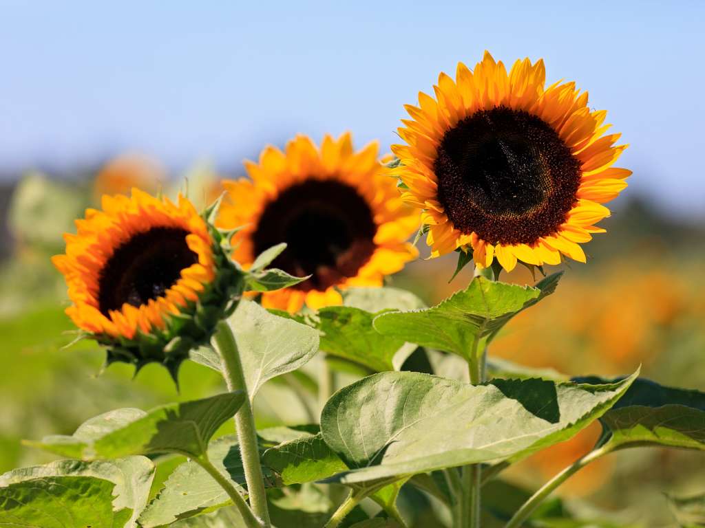 Sweet Berry Farm-Middletown-Newport