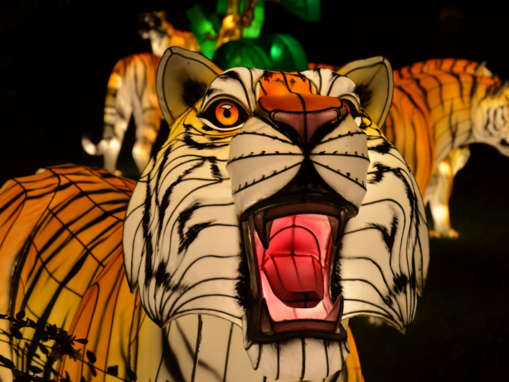 Illuminated tiger lantern at the Roger Williams Park Zoo in RI