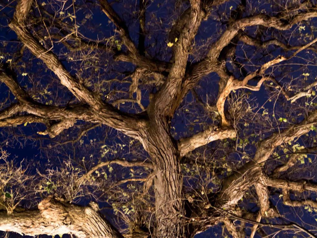 Heard Natural Science Museum Night Hike