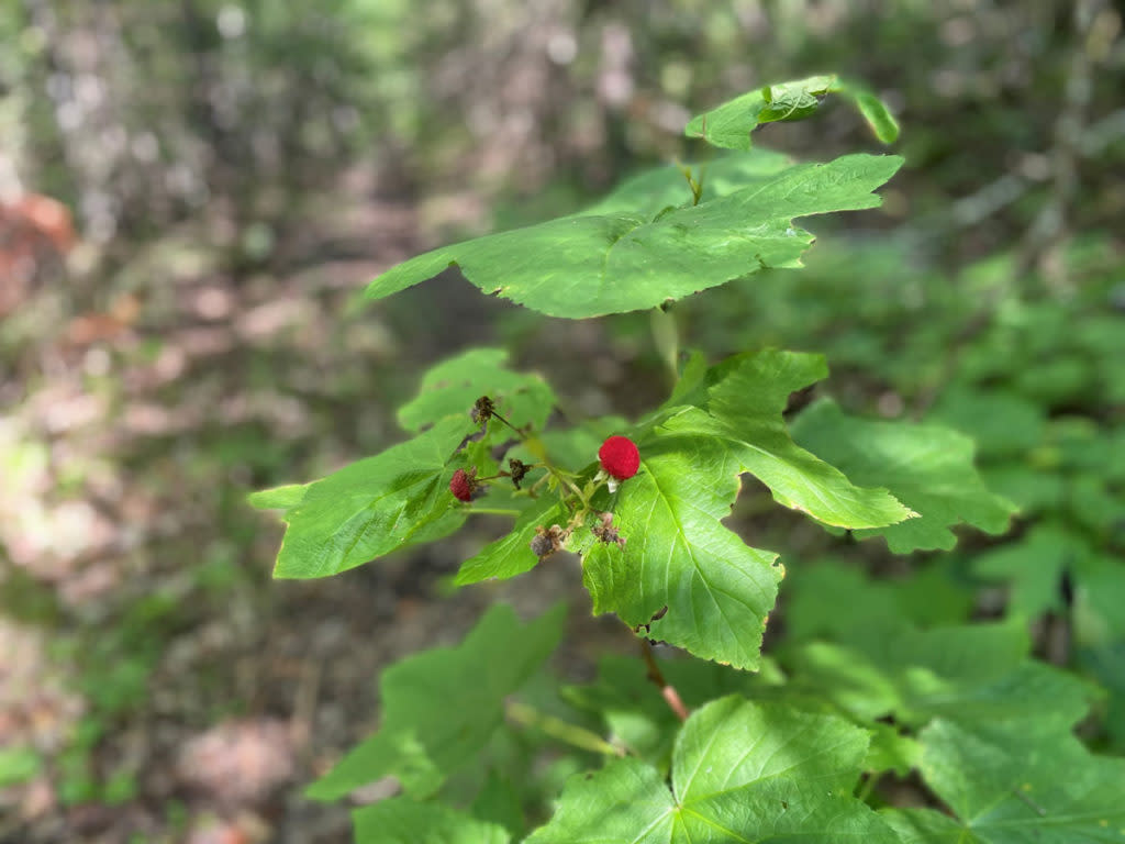 Ripe thimbleberry