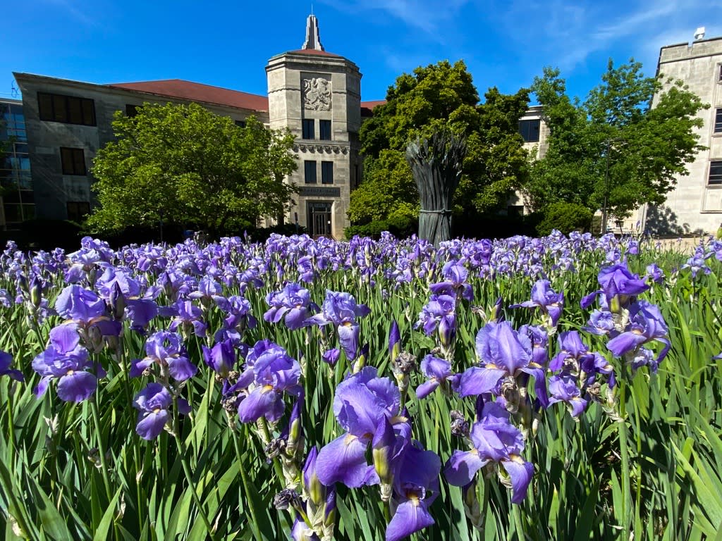 Irises on KU Campus Spring Flowers