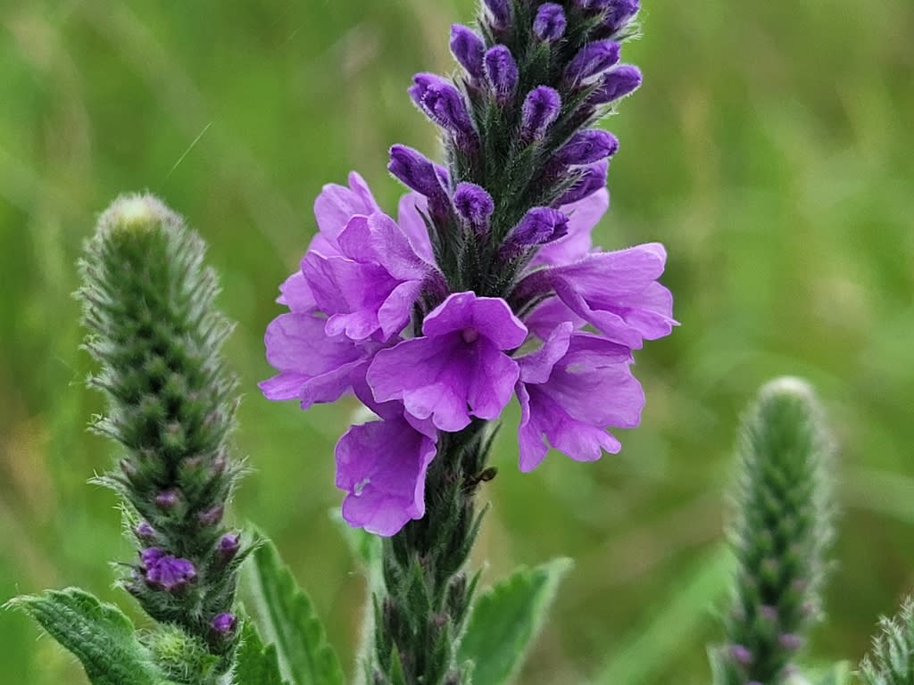 Hoary vervain in bloom.