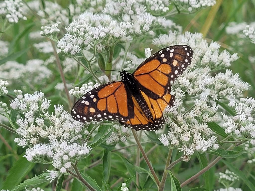Older monarch butterfly, nectaring on late-flowering boneset