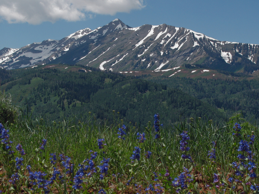 Nebo Loop Wildflowers
