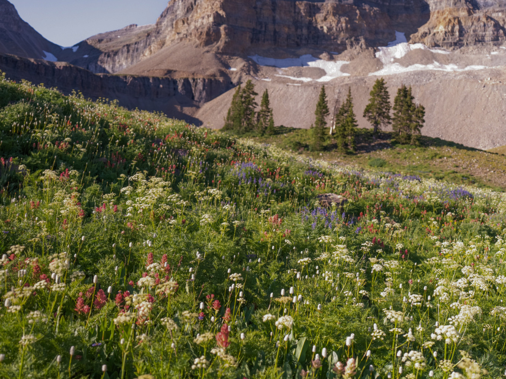 Mount Timp Wildflowers