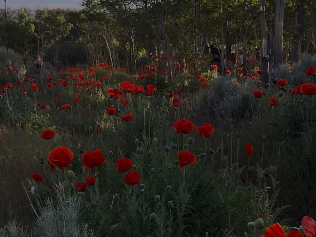 Alpine Poppies