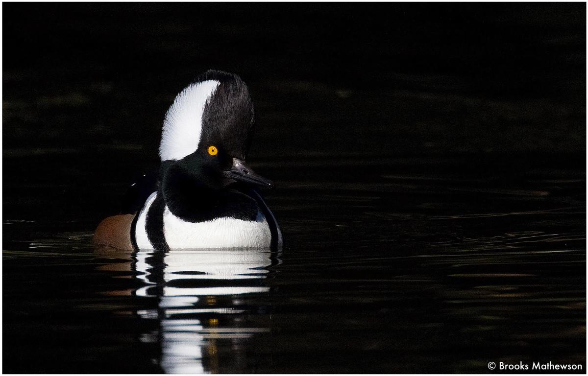 Hooded Merganser