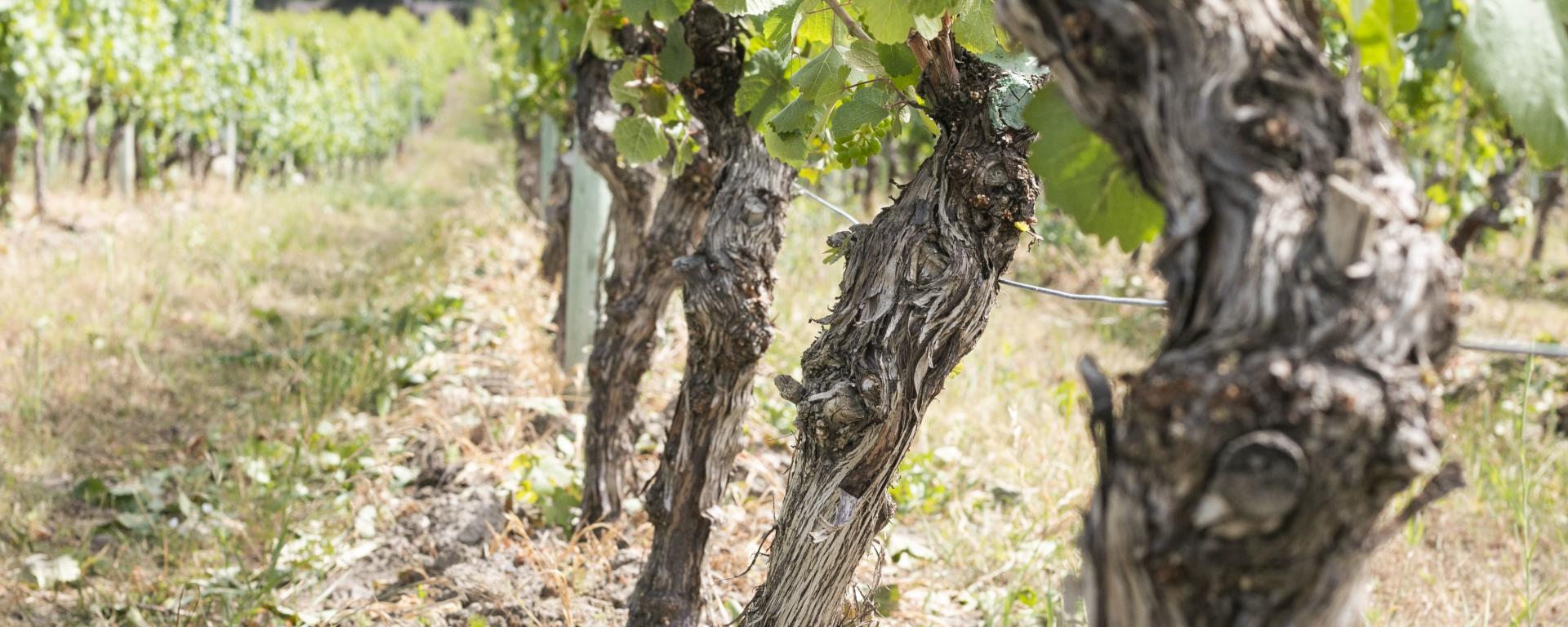 Old vines at CedarCreek Estate Winery