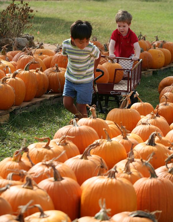 Children Playing in Pumpkins at Vogel Orchard