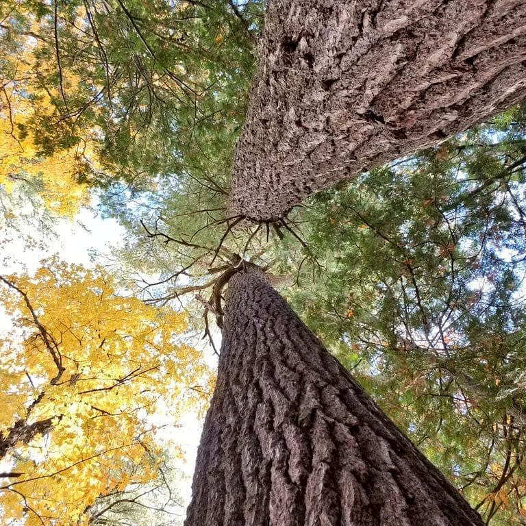 Estivant Pines in Michigan's Upper Peninsula USA