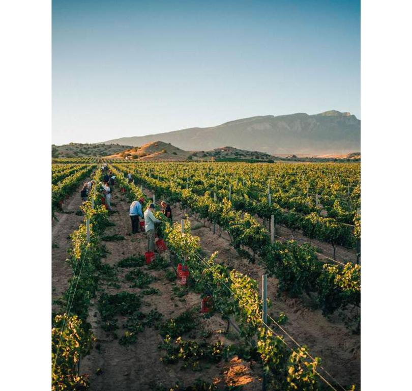 Gruet Winery 8
